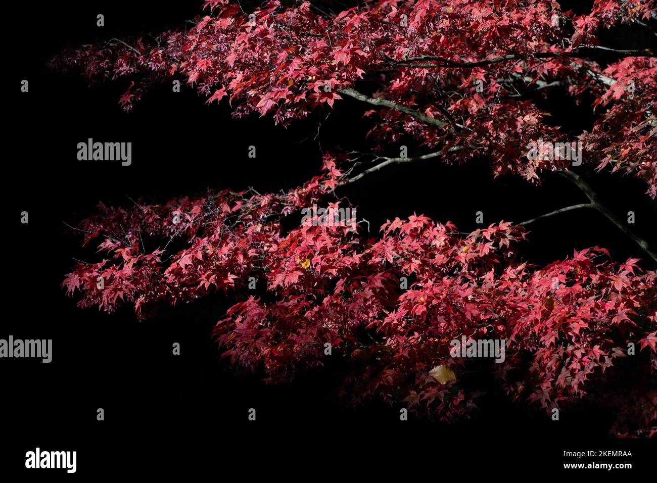 Branches of bright red maple in autumn, against a dark background in nature. Stock Photo