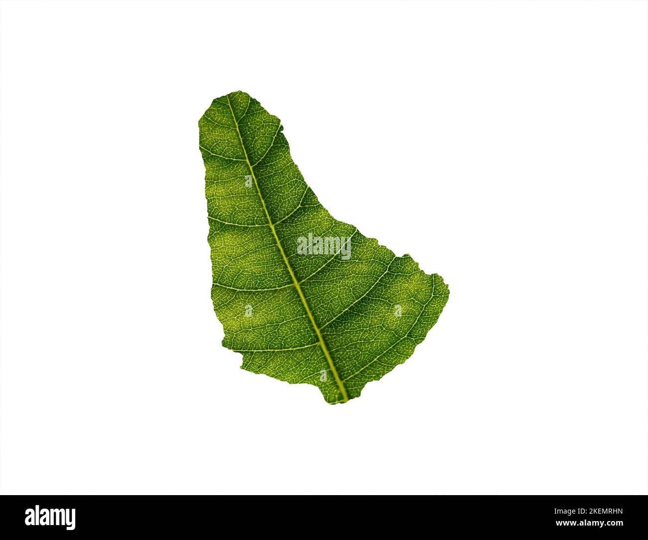 A 3d rendering of Barbados map made of green leaf isolated on white ...