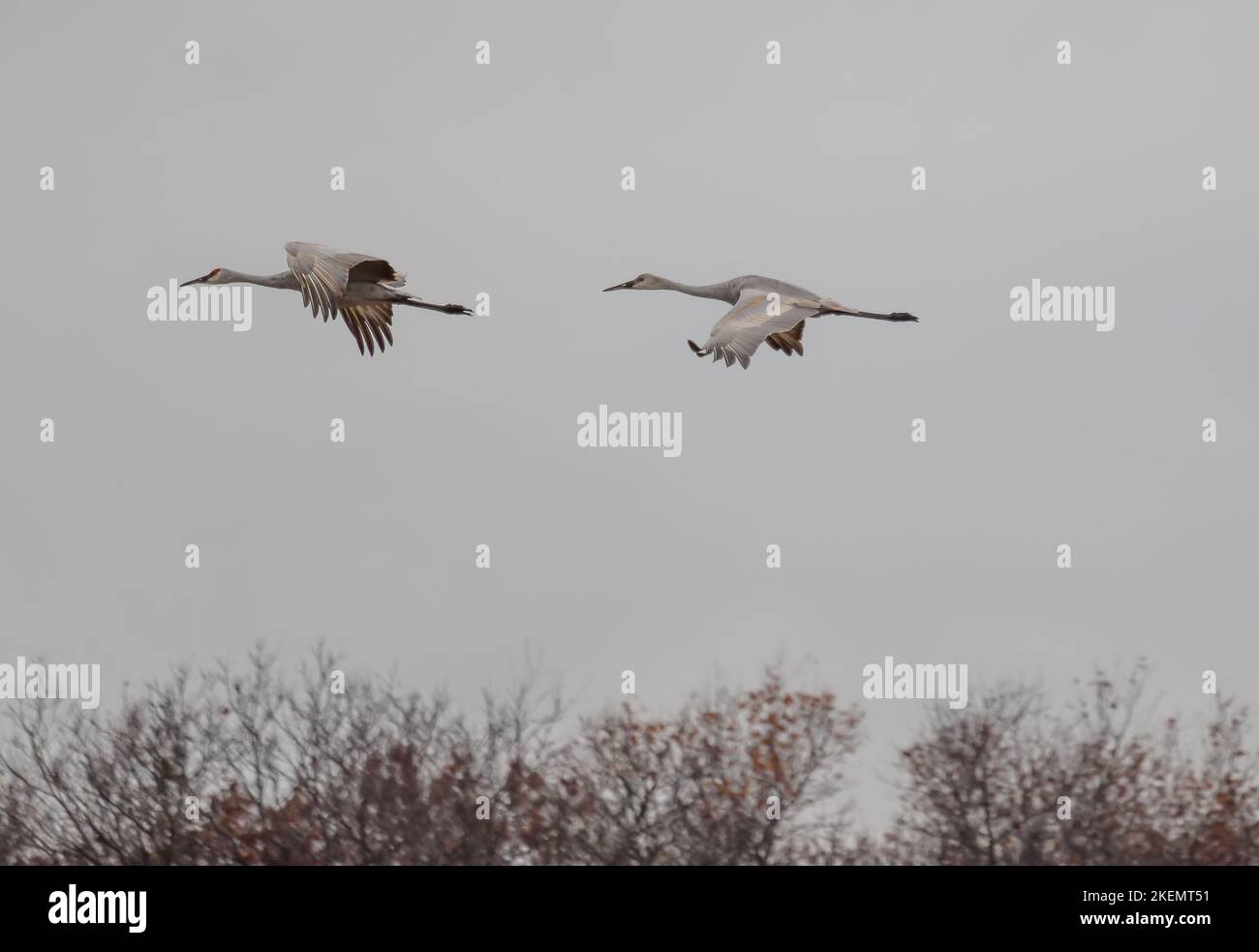 Two Sandhill Cranes flying in Northwest Indiana during fall migration (Antigone Canadensis Stock