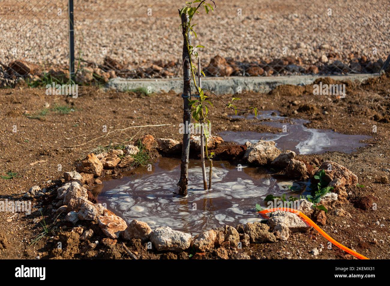 Watering trees with hose in the garden Stock Photo Alamy