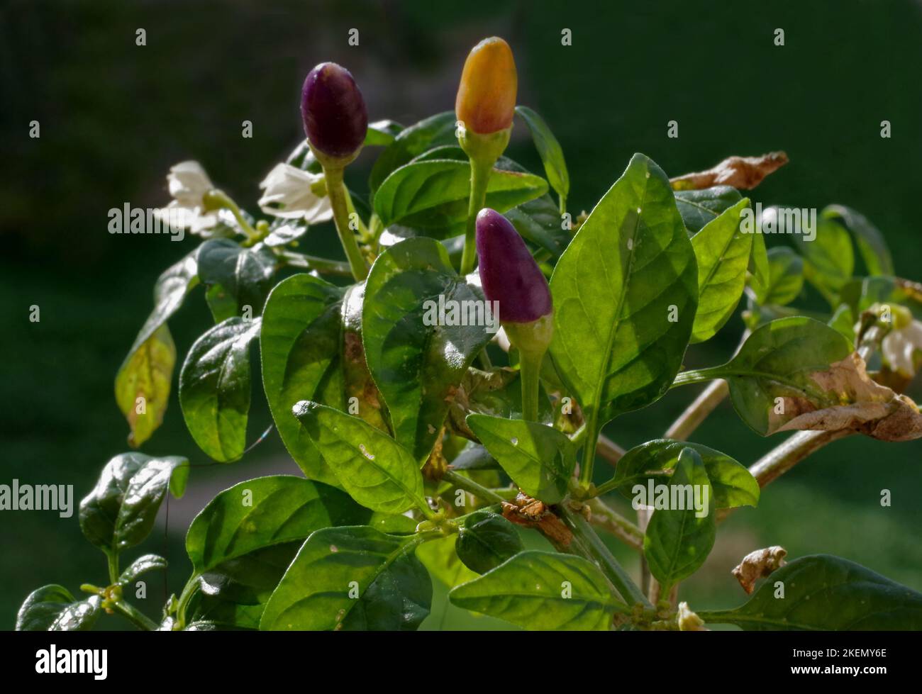 Chili pepper fruit closeup Stock Photo Alamy