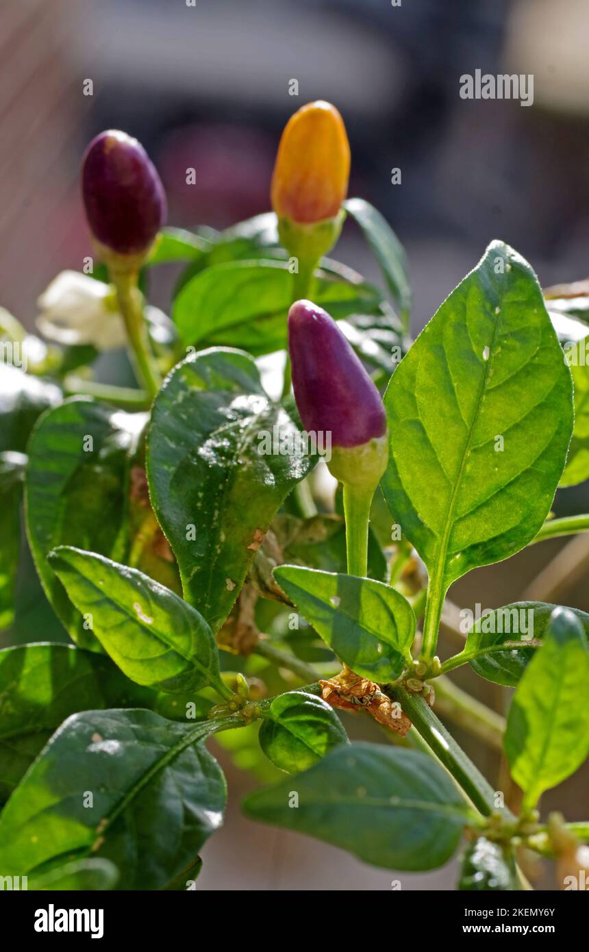 Chili pepper fruit closeup Stock Photo Alamy