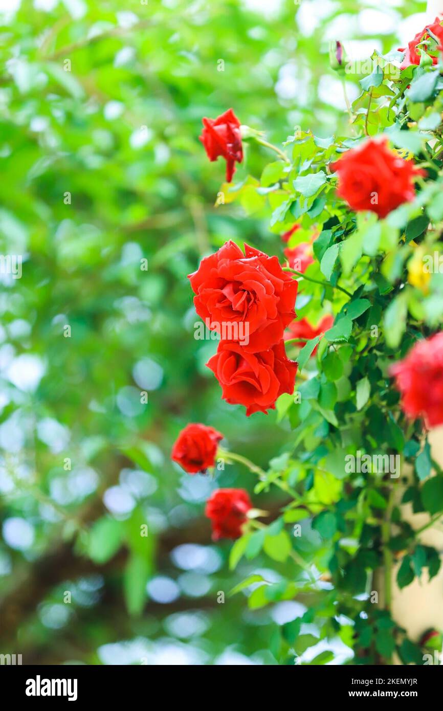 A vertical closeup shot of roses blooming in the garden Stock Photo - Alamy