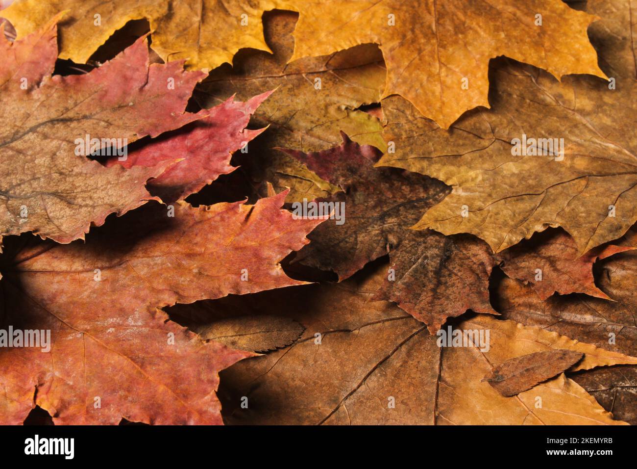 Maple leaves falling hi-res stock photography and images - Alamy