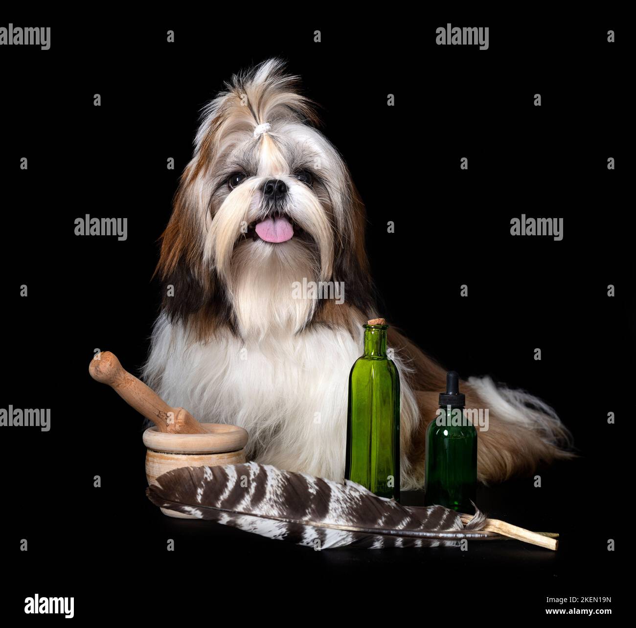 shih tzu in front of black background Stock Photo - Alamy