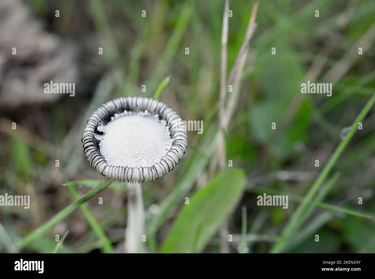Common inkcap, coprinopsis atramentaria hi-res stock photography and ...