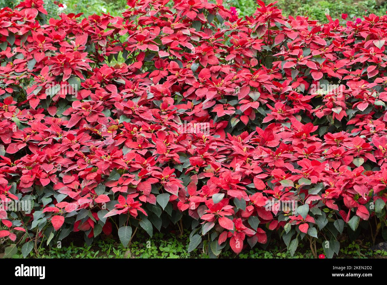 A beautiful Alternanthera Plant growing in the garden Stock Photo