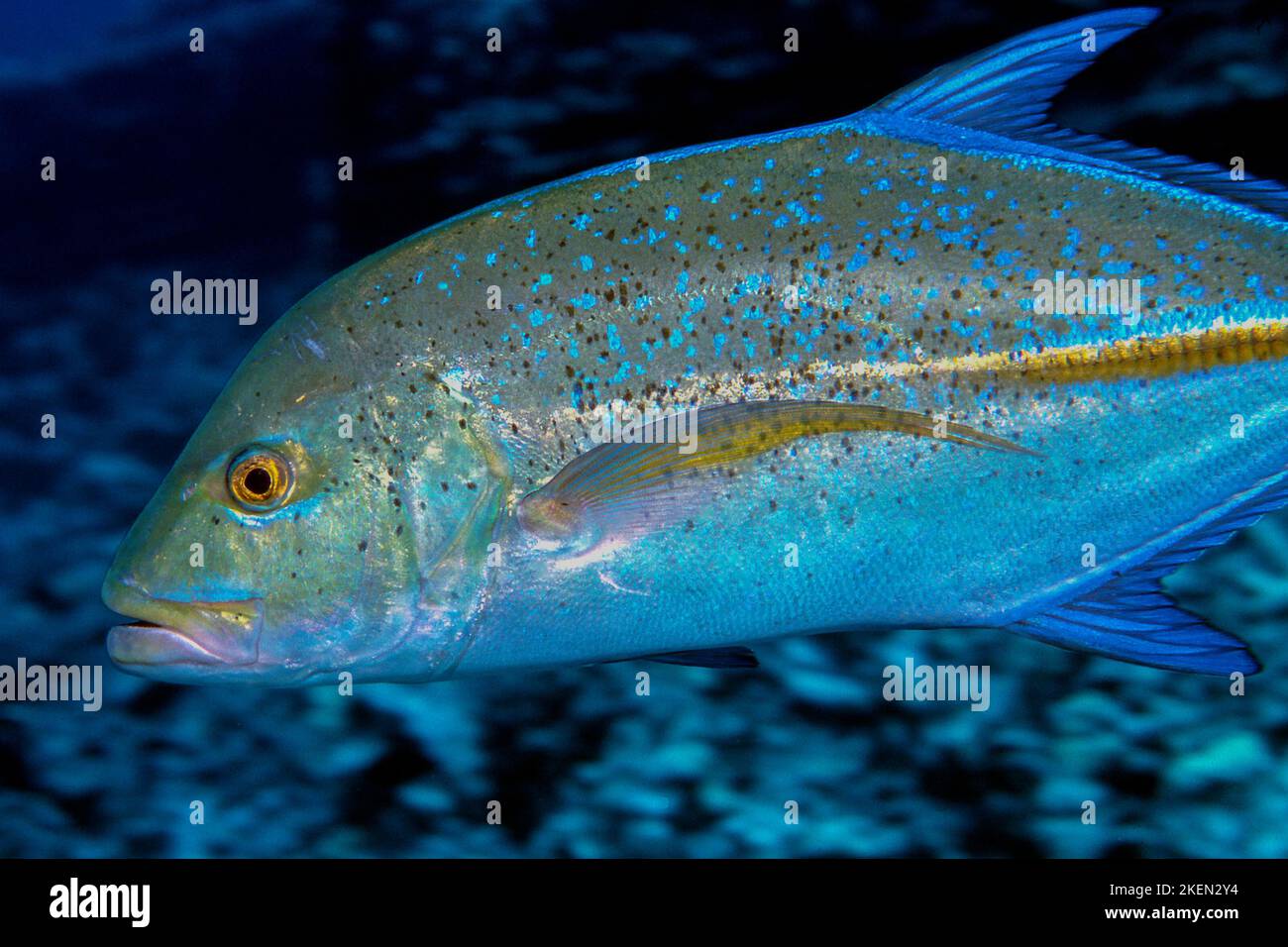 Blue Crevally, Caranx melampygus, Hawaii Stock Photo Alamy