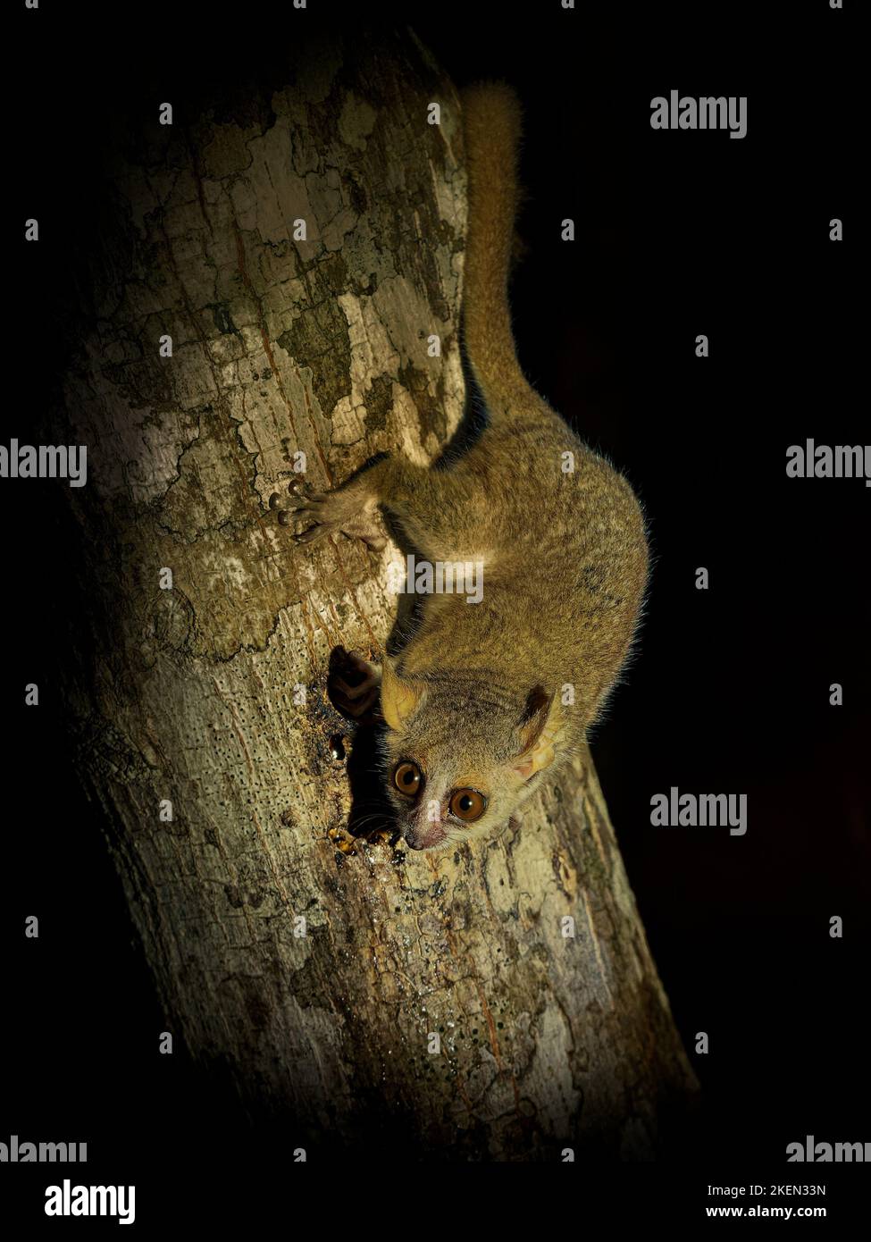 Grey Mouse Lemur - Microcebus murinus also Gray or Lesser mouse lemur, night lemur on the tree, dark black Kirindy Forest, endemic animal in Madagasca Stock Photo