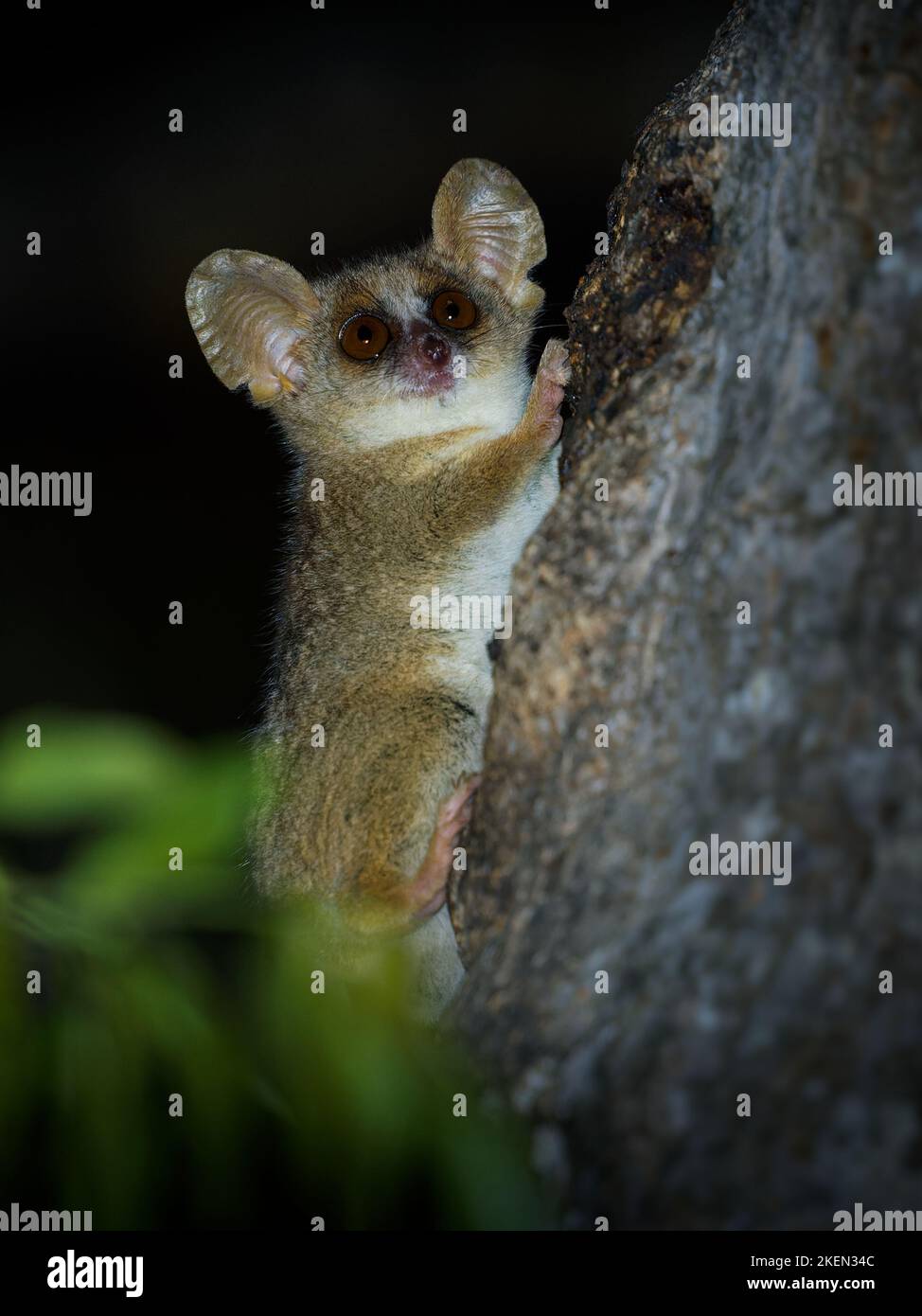 Grey Mouse Lemur Microcebus murinus also Gray or Lesser mouse lemur