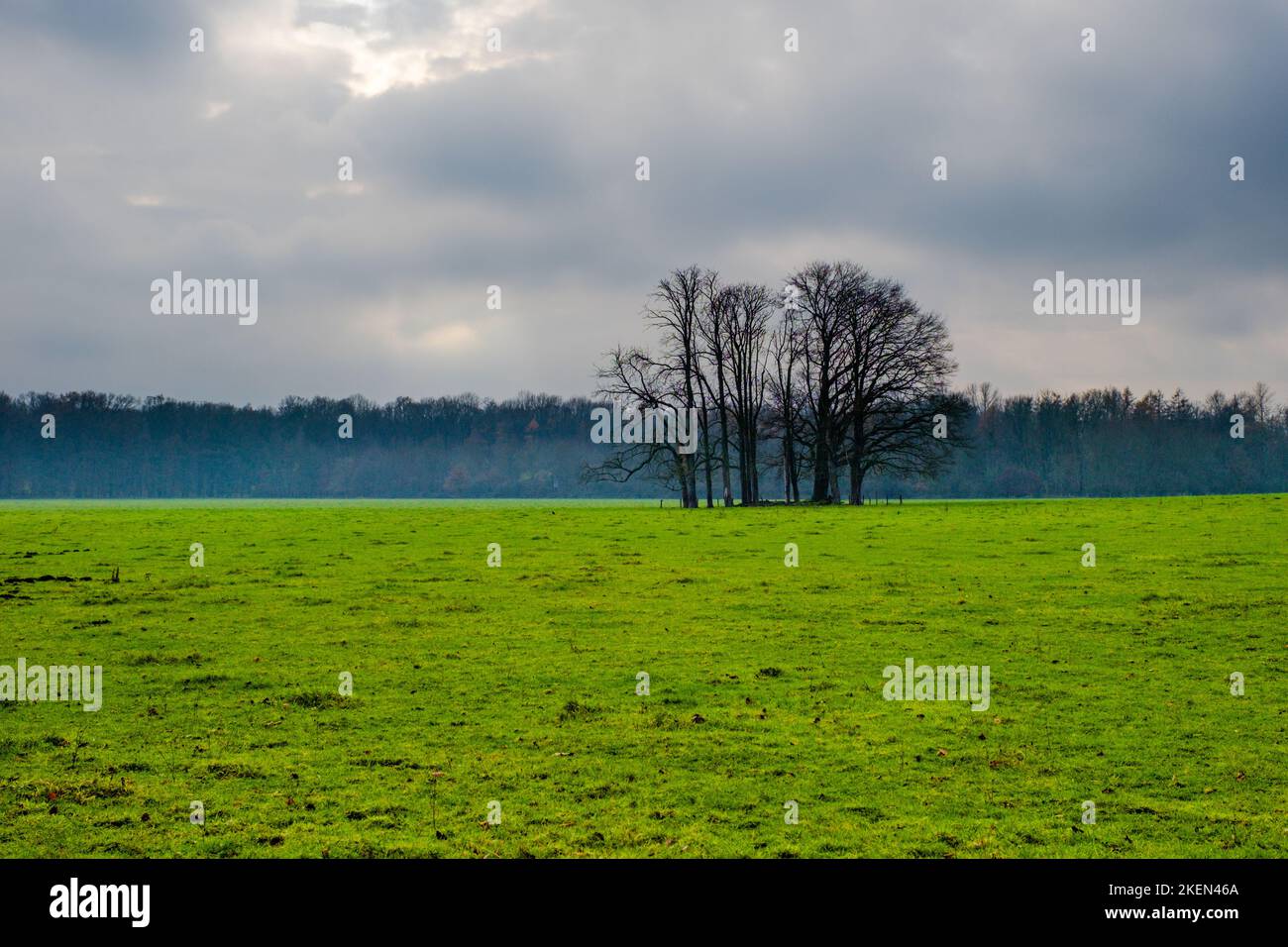 flowered green meadow trees and clouds landscape Stock Photo - Alamy