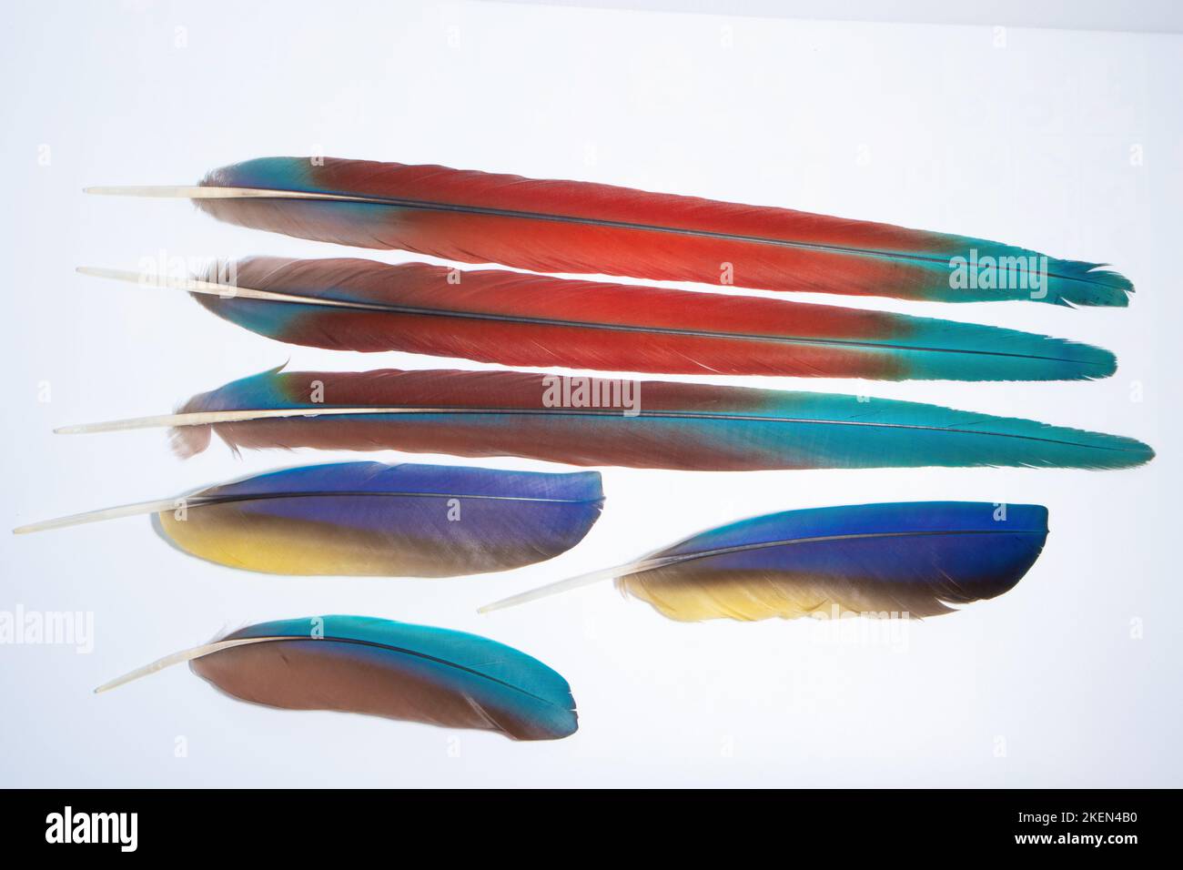 Colorful feathers isolated on a white background Stock Photo - Alamy