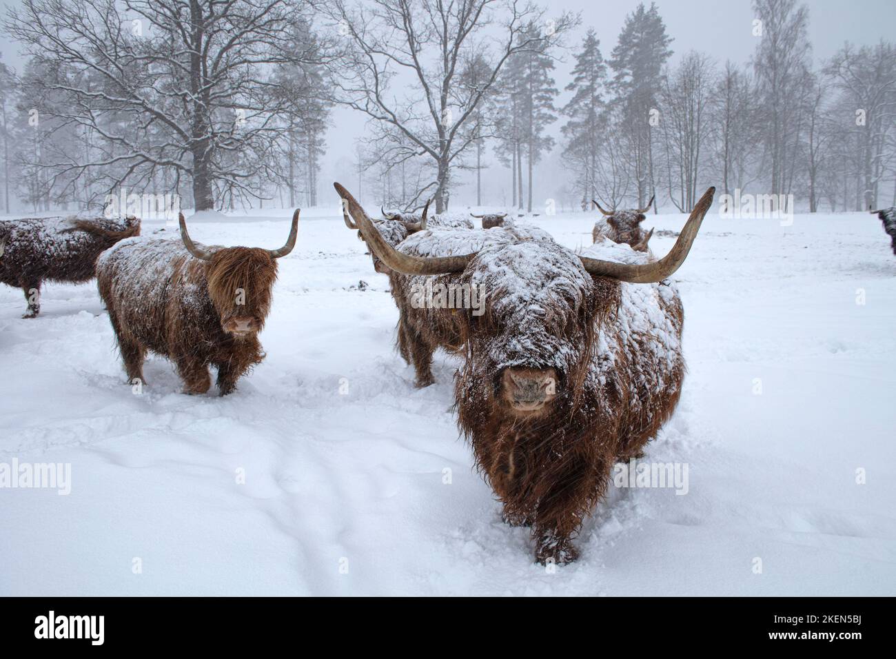 Cow in winter. Cow in snowfall. Scottish highland cattle in winter. Stock Photo