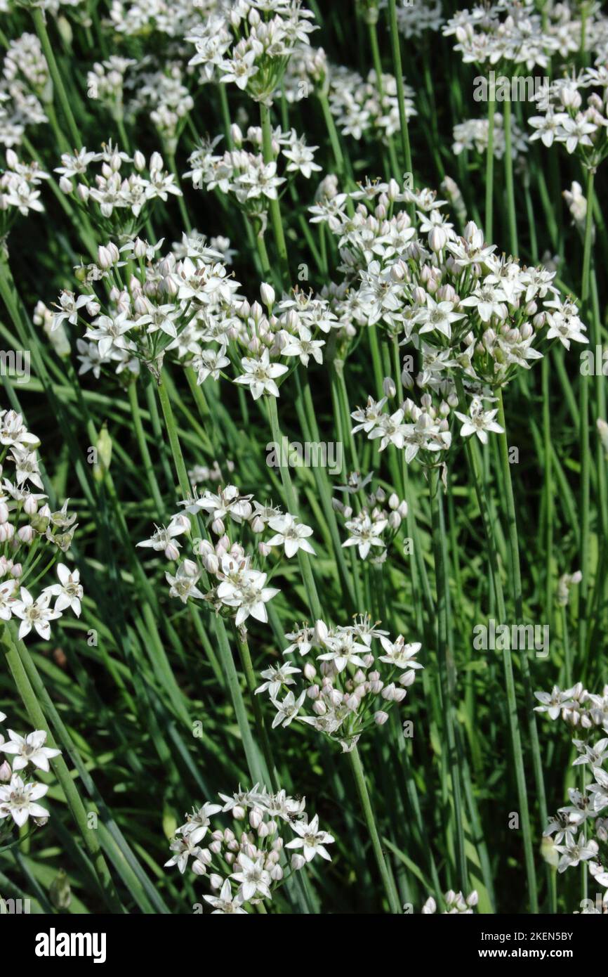 Garlic chives (Allium tuberosum Stock Photo Alamy