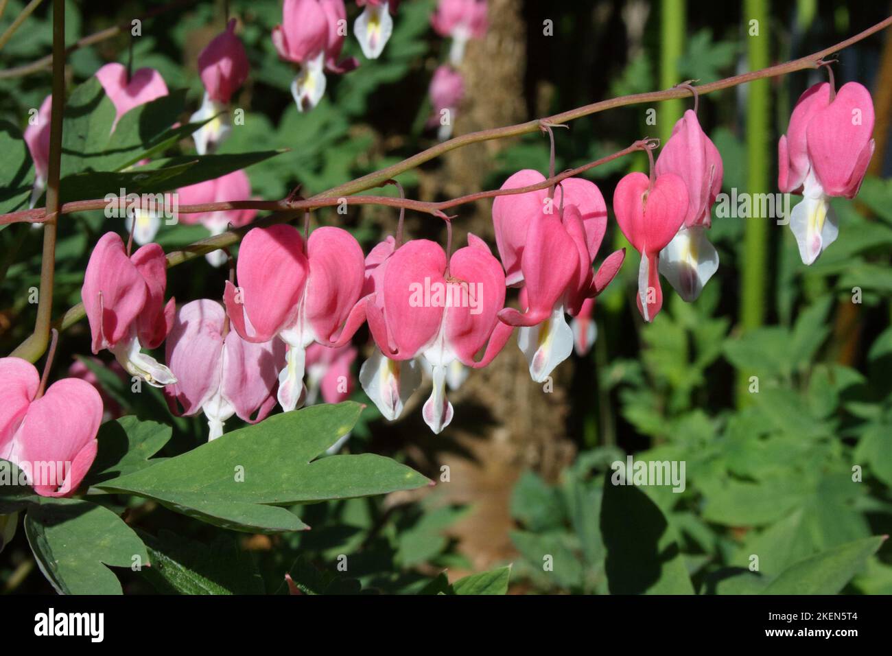 Bleeding Heart (Dicentra spectabilis Stock Photo Alamy