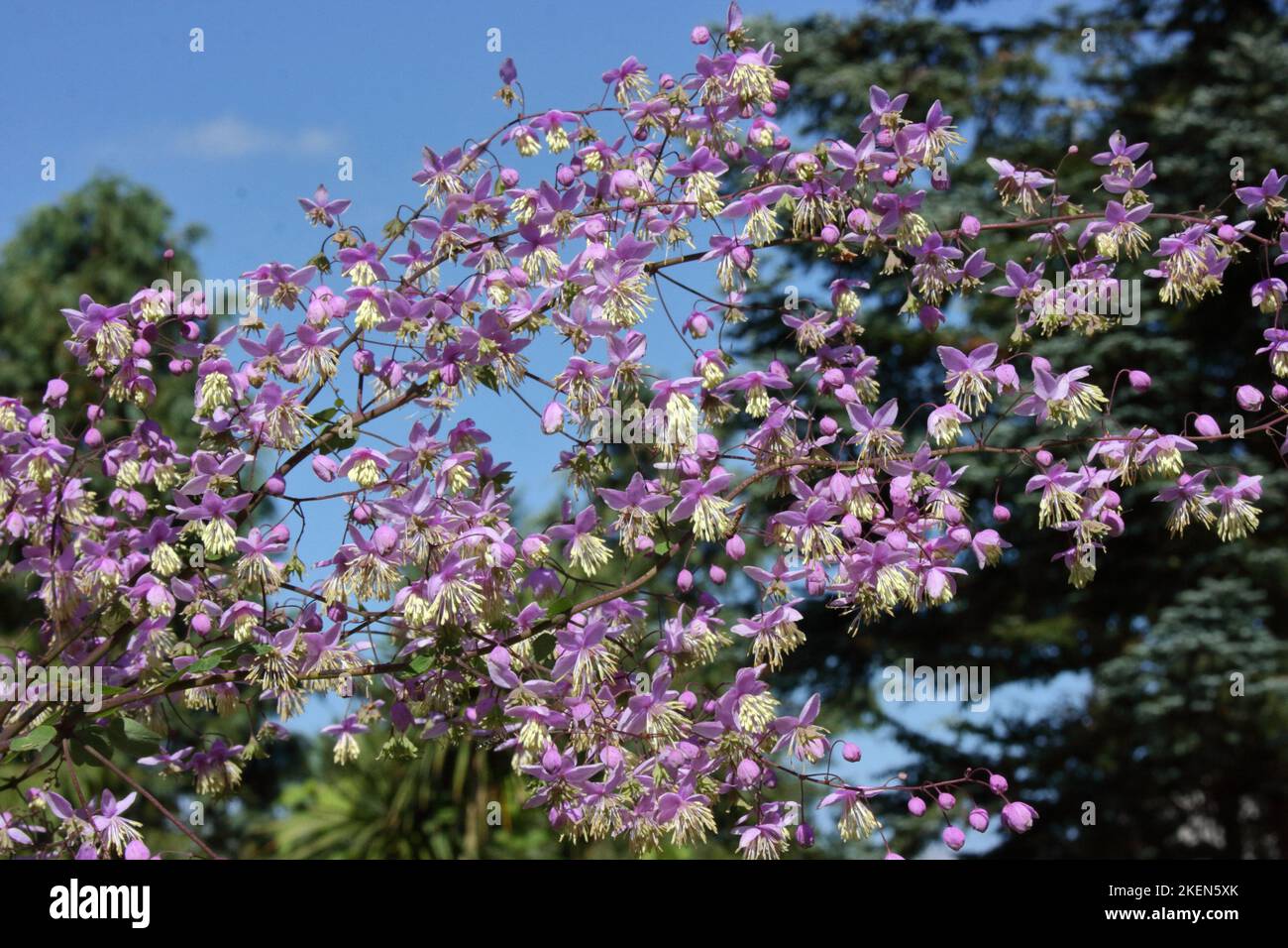 Flowers of Chinese Meadow Rue (Thalictrum delavayi) against blue sky. Stock Photo