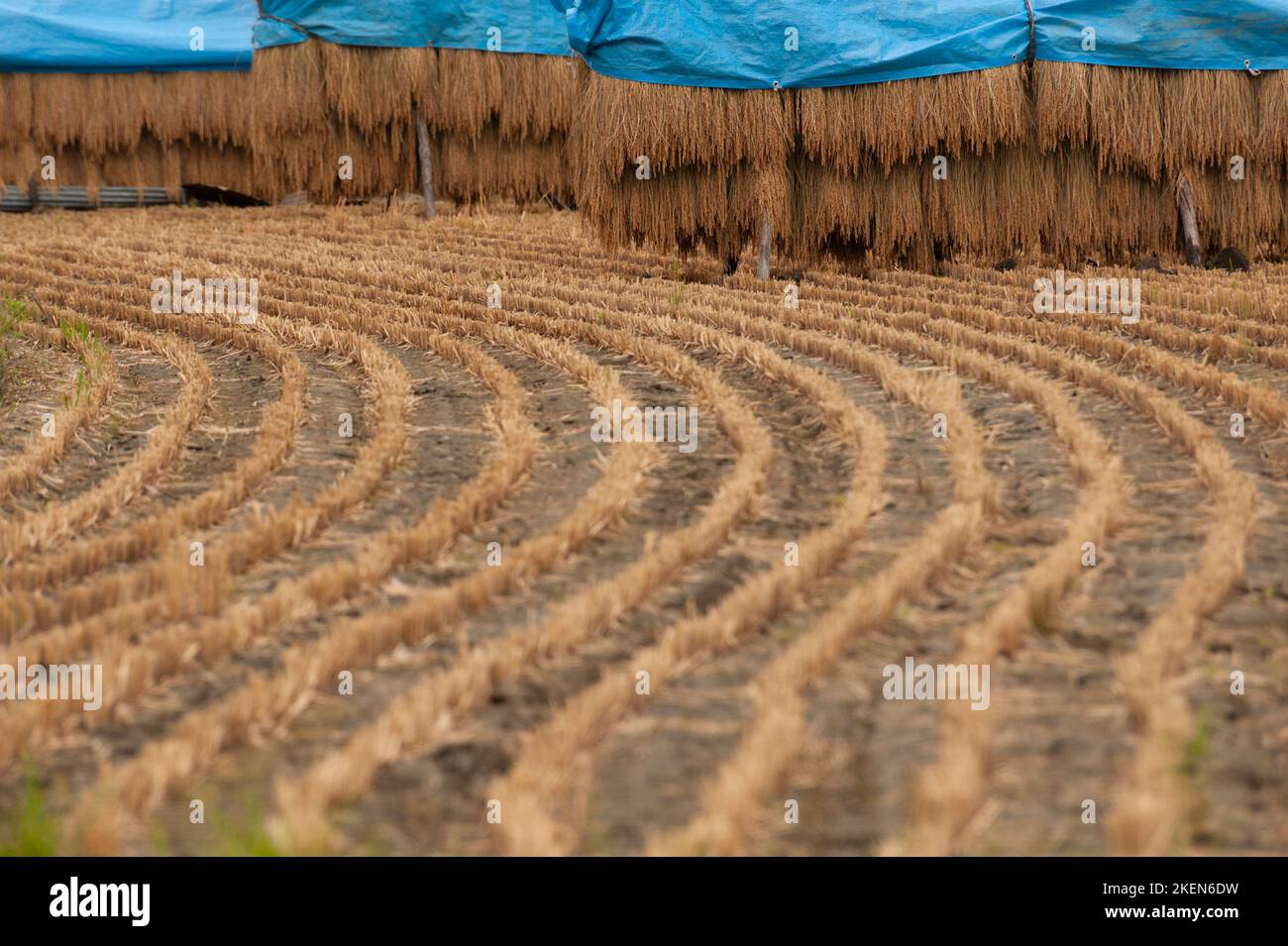 A rice paddy after harvest, with stooked rice protected by blue tarps, Matsumoto, Japan. Stock Photo