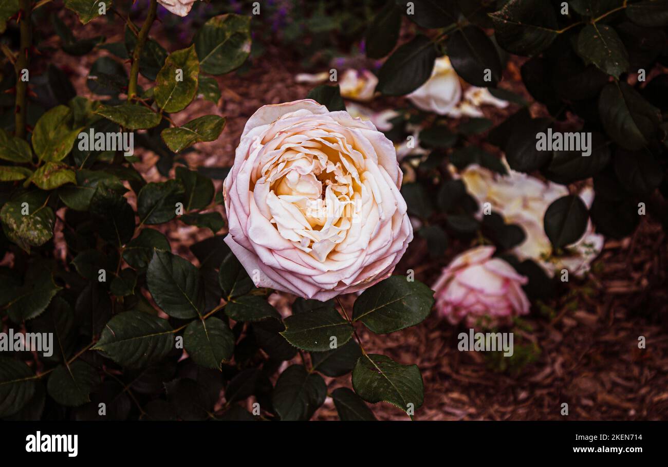 A closeup shot of an English rose in the garden Stock Photo - Alamy