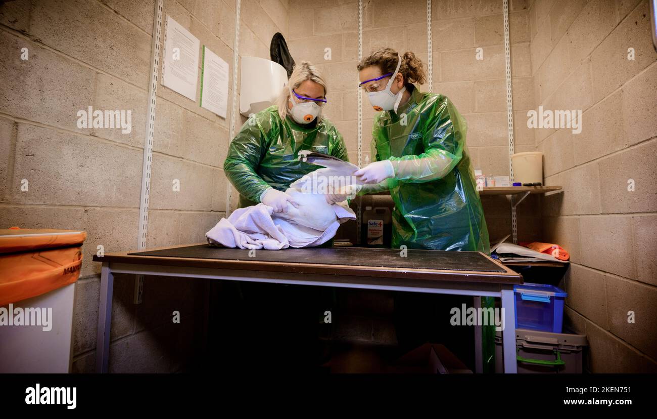 Editorial Use Only Vets for the RSPCA near Hastings,East Sussex UK