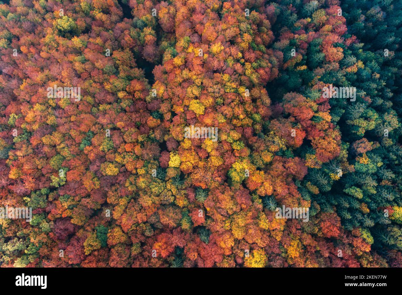 Aerial view colorful colorful autumn forest at dawn Stock Photo - Alamy