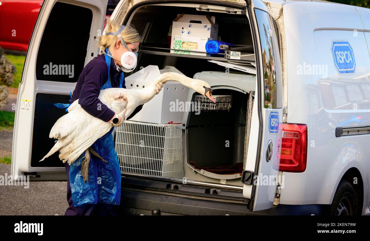 Editorial Use Only - A day in the life of RSPCA Inspector Zoe Ballard ...