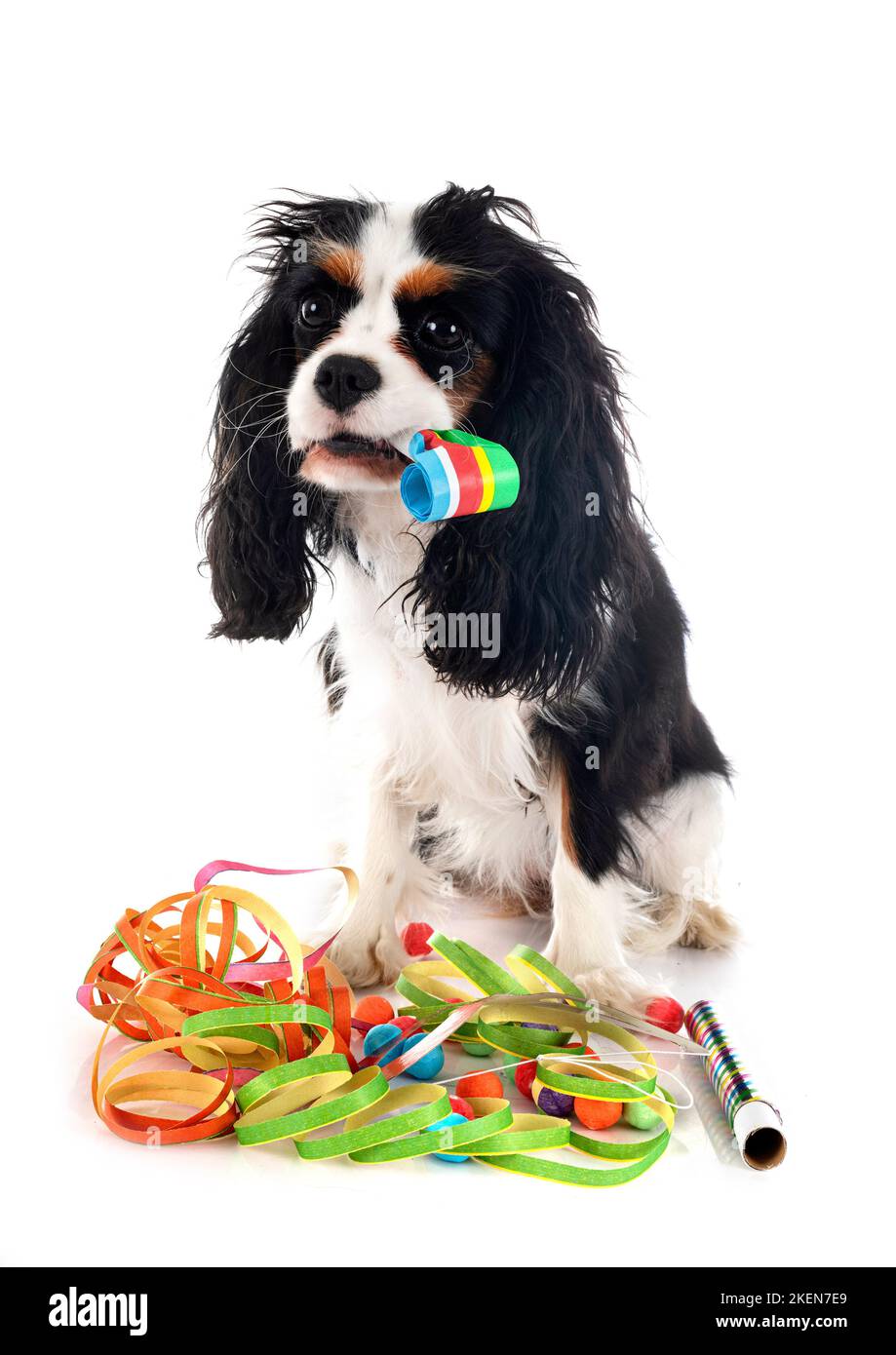 cavalier king charles in front of white background Stock Photo