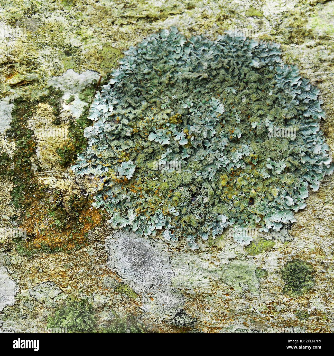 Colouful variety's of Lichen and Algae growing on rocks near Aber Falls Snowdonia North Wales Stock Photo