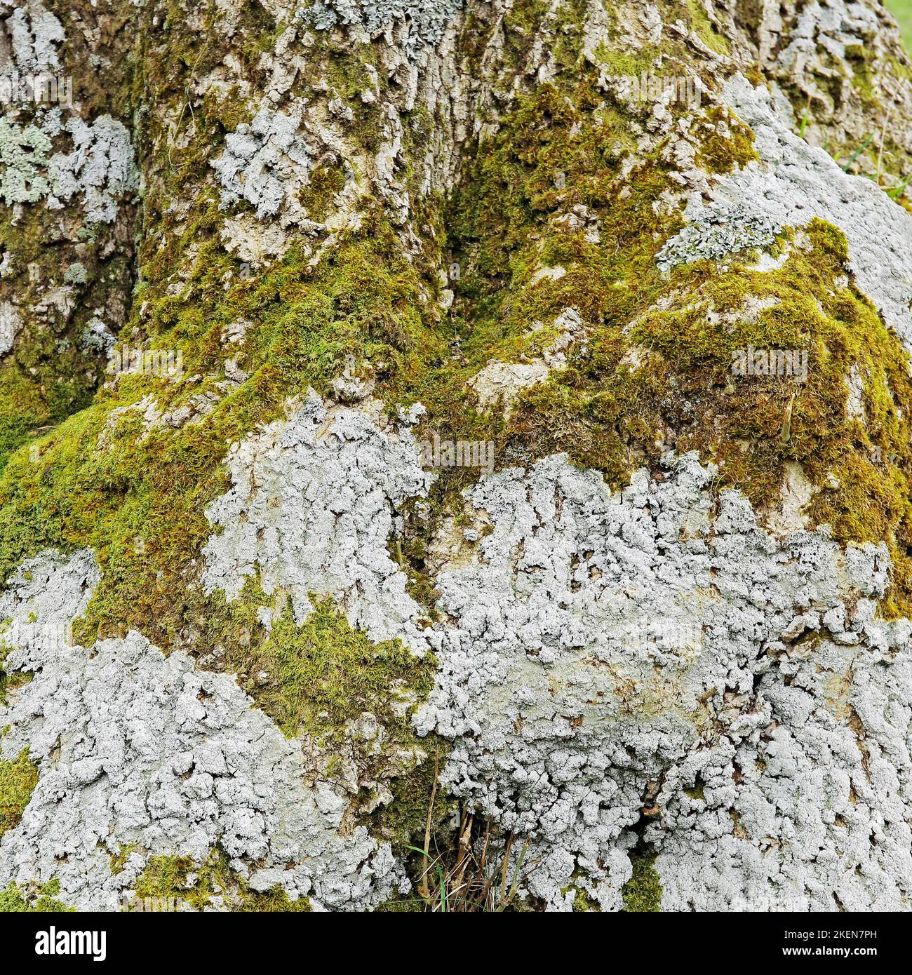 Colouful variety's of Moss, Lichen and Algae growing on base of tree