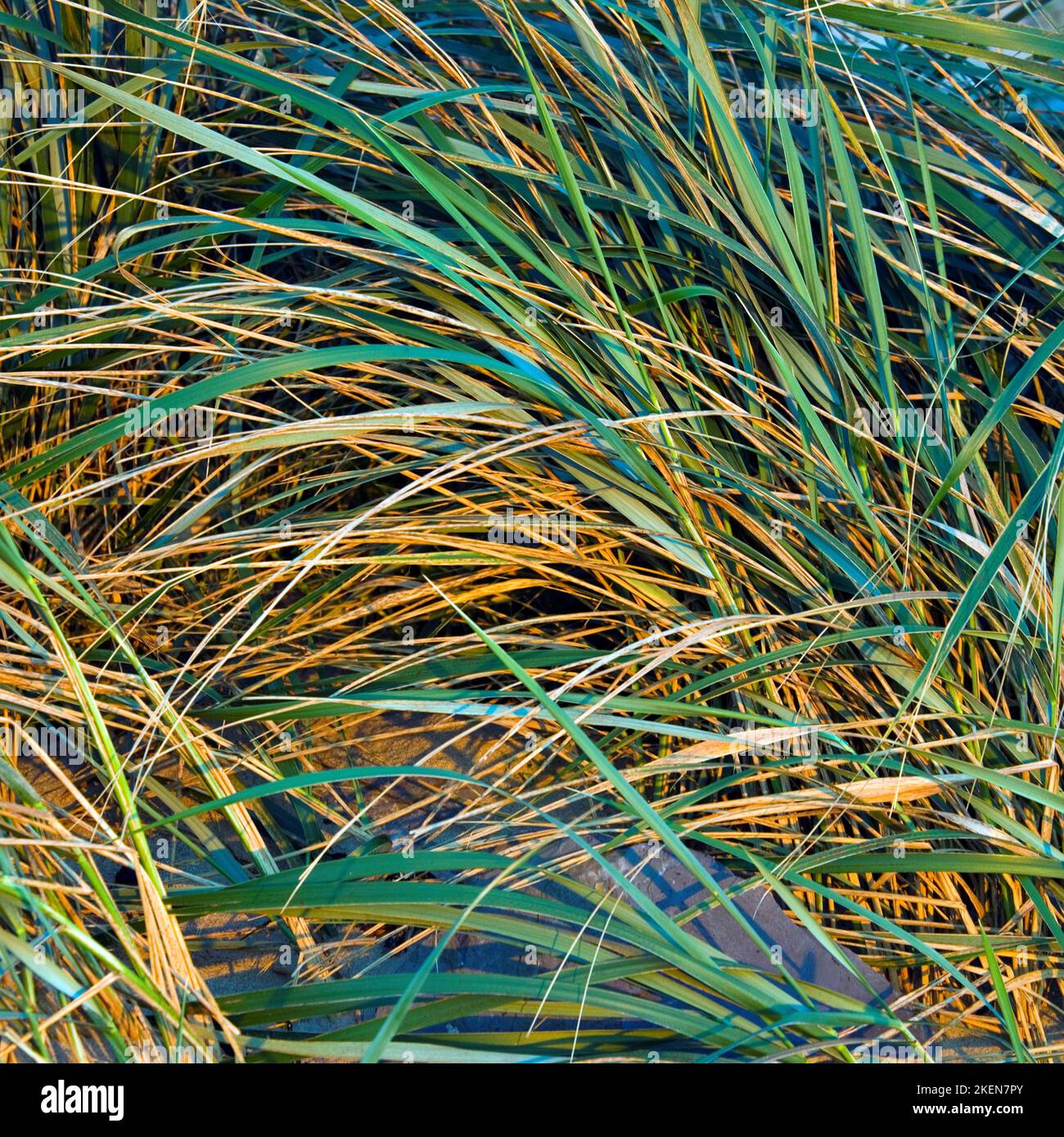 Colour photograph of wild Maram grass at Rhosneigr on the western coast at Traeth Crigyll Isle on the island of Anglesey, North Wales UK, Autumn. Stock Photo