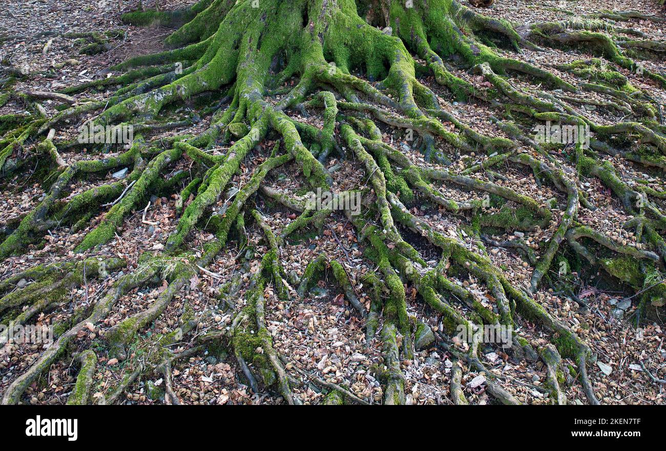 Network of exposed moss covered old tree roots in winter Lake District