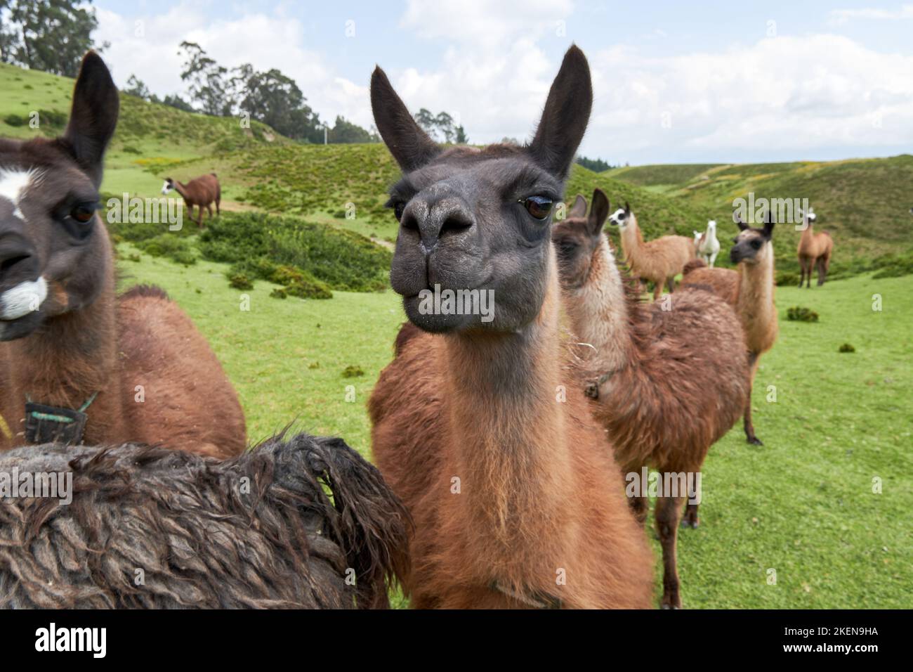 A group of llamas at the farm Stock Photo Alamy