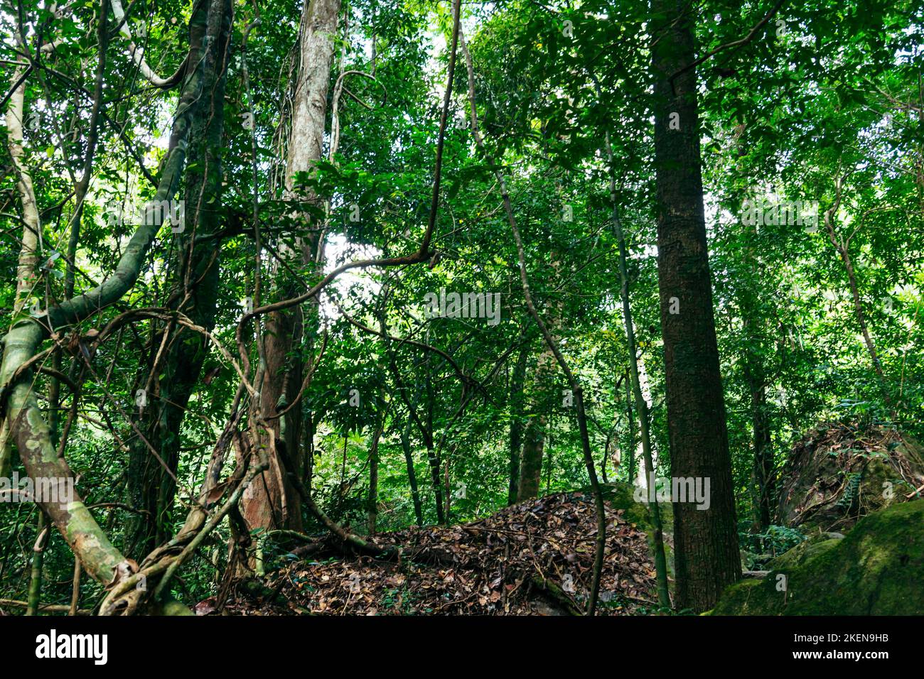 The dense green trees in the forest Stock Photo - Alamy