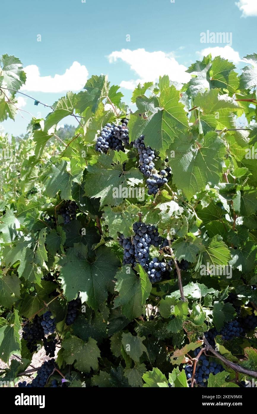 Italian varietal hires stock photography and images Alamy