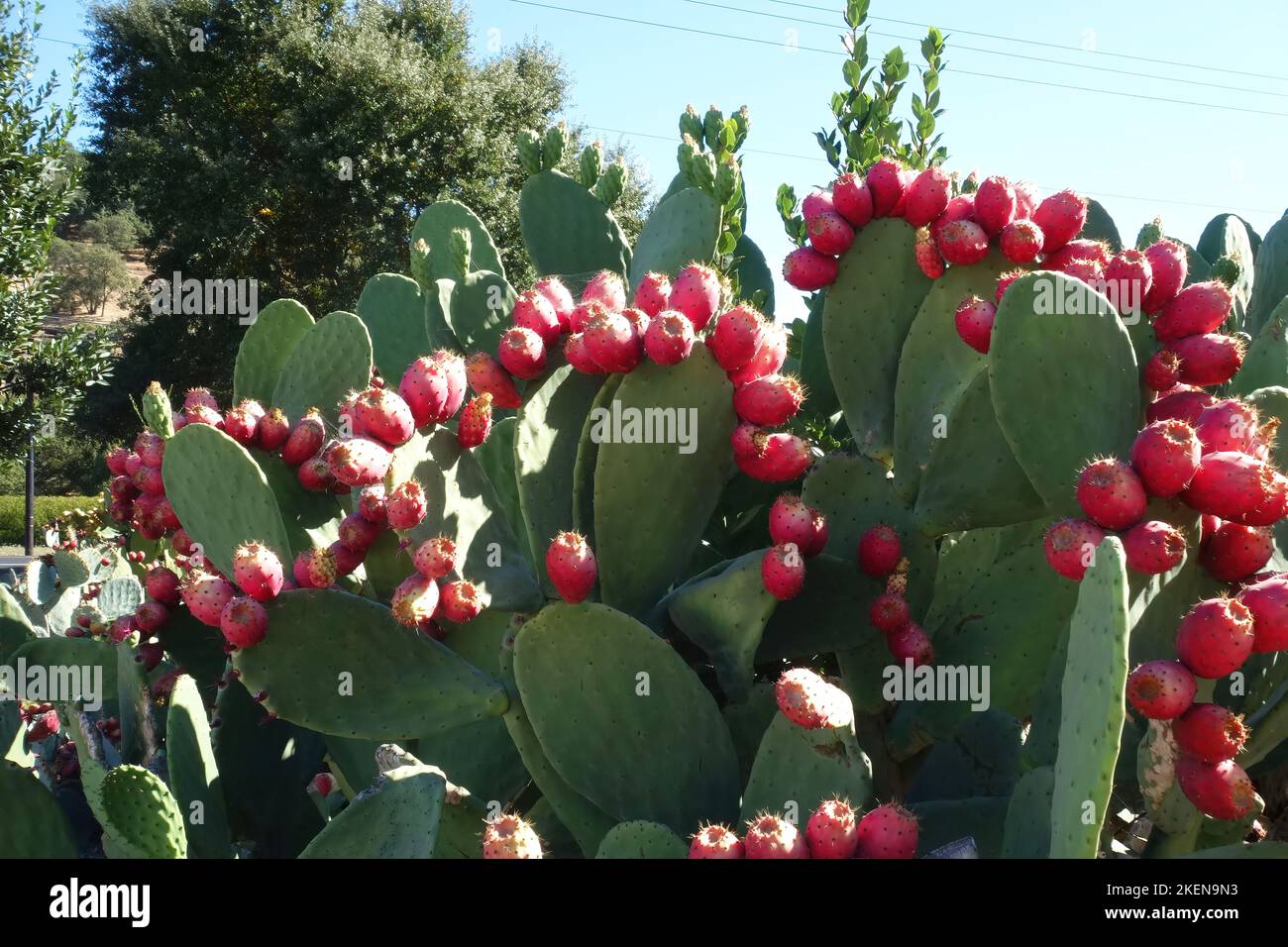 Pink fruit of the prickly pear cactus hires stock photography and