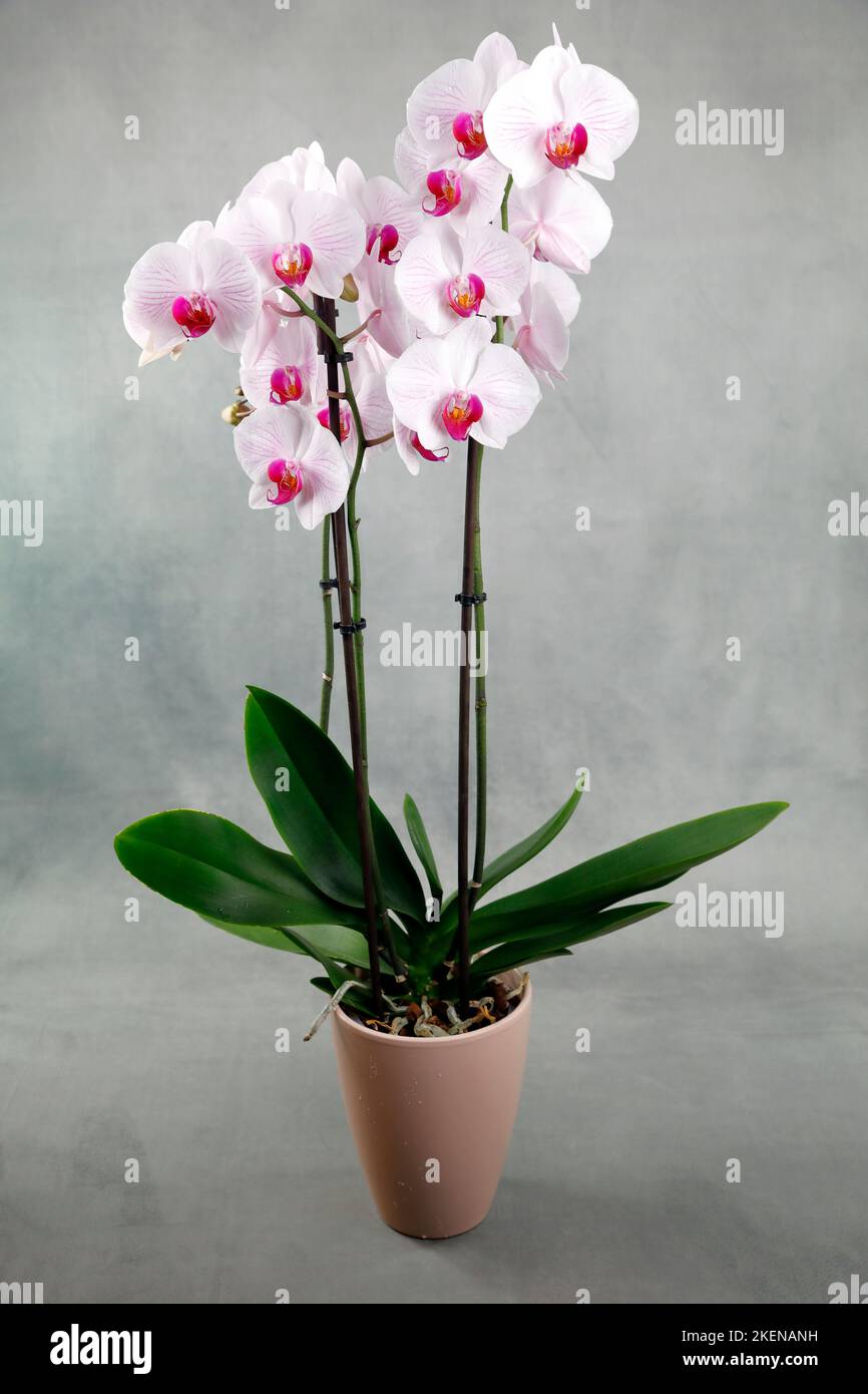 A magnificent white and red orchid in a flowerpot on a grey and foggy background Stock Photo