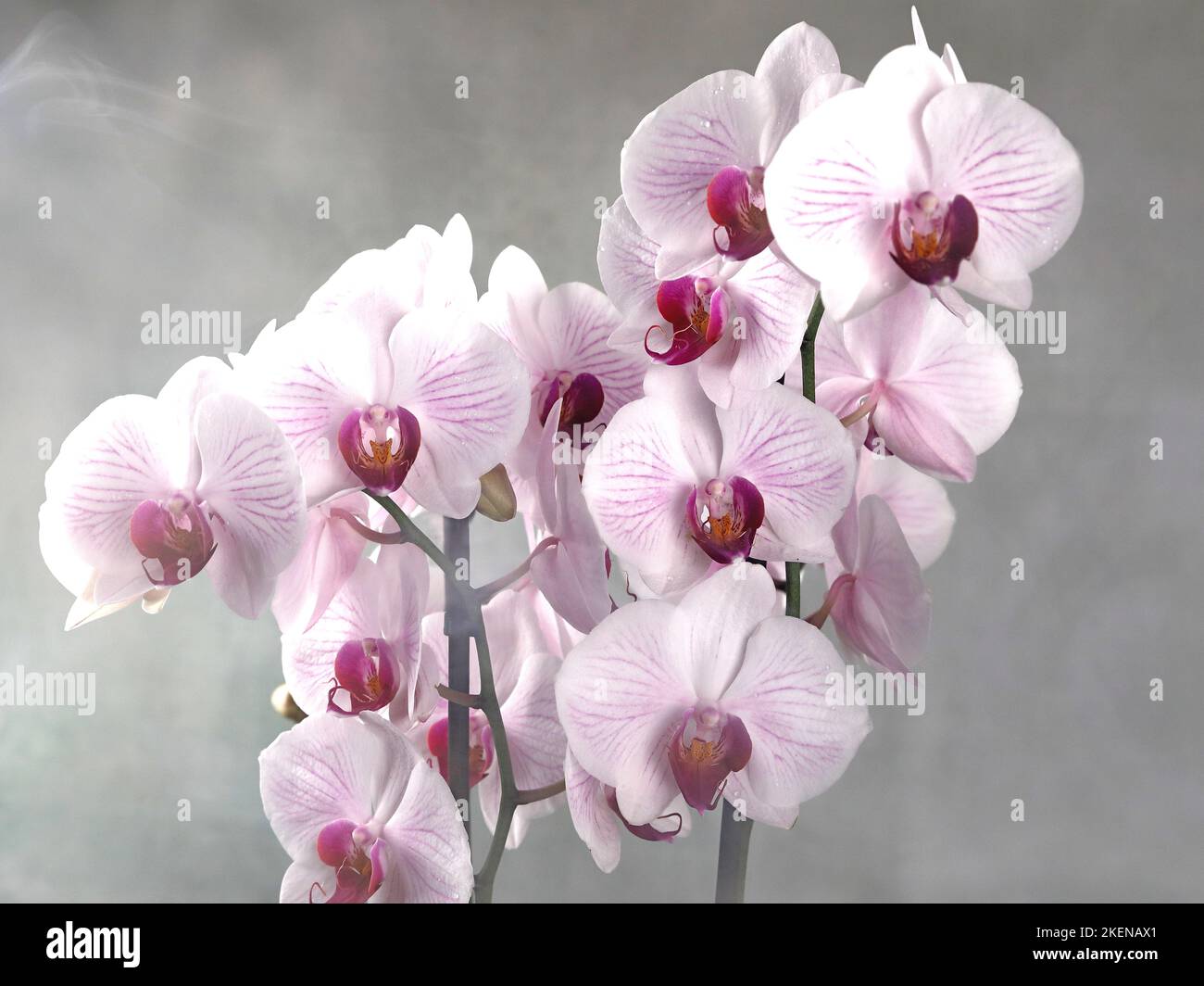 A magnificent white and red orchid in a flowerpot on a grey and foggy background Stock Photo