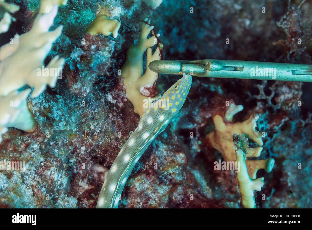 A Sharptail Eel Myrichthys breviceps next to a fastener Stock Photo