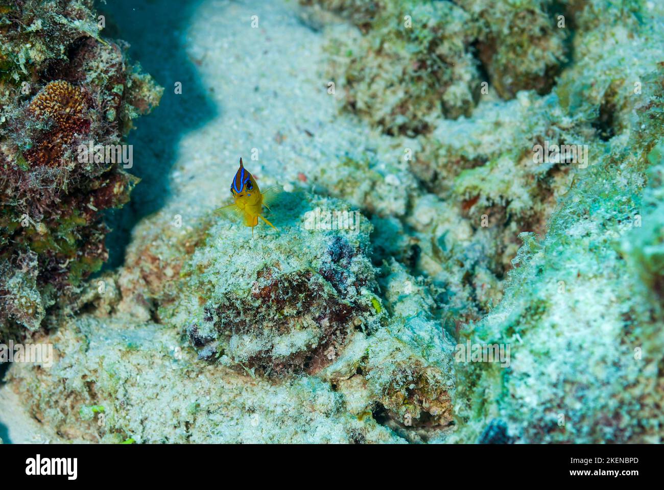 Longfin Damselfish Stegastes diencaeus juvenile, Bonaire Netherlands Antilles Stock Photo