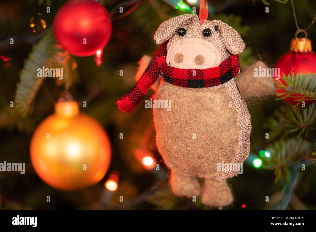Pig themed Christmas ornament hanging in the tree. Stock Photo