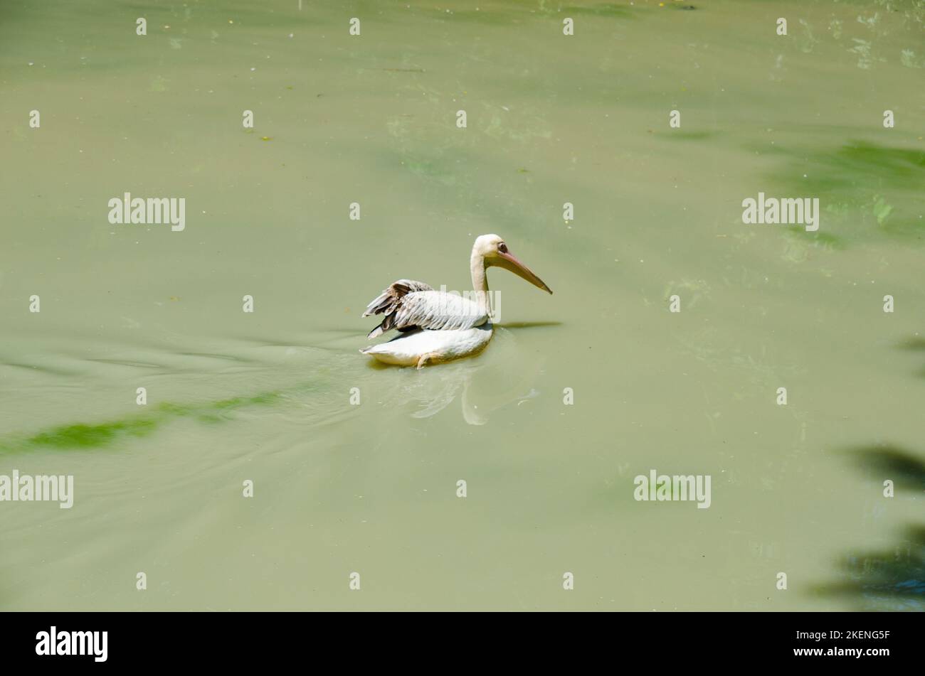 Great white pelicans (scientific name: Pelecanus onocrotalus) also known as the eastern white pelican, rosy pelican or white pelican Stock Photo