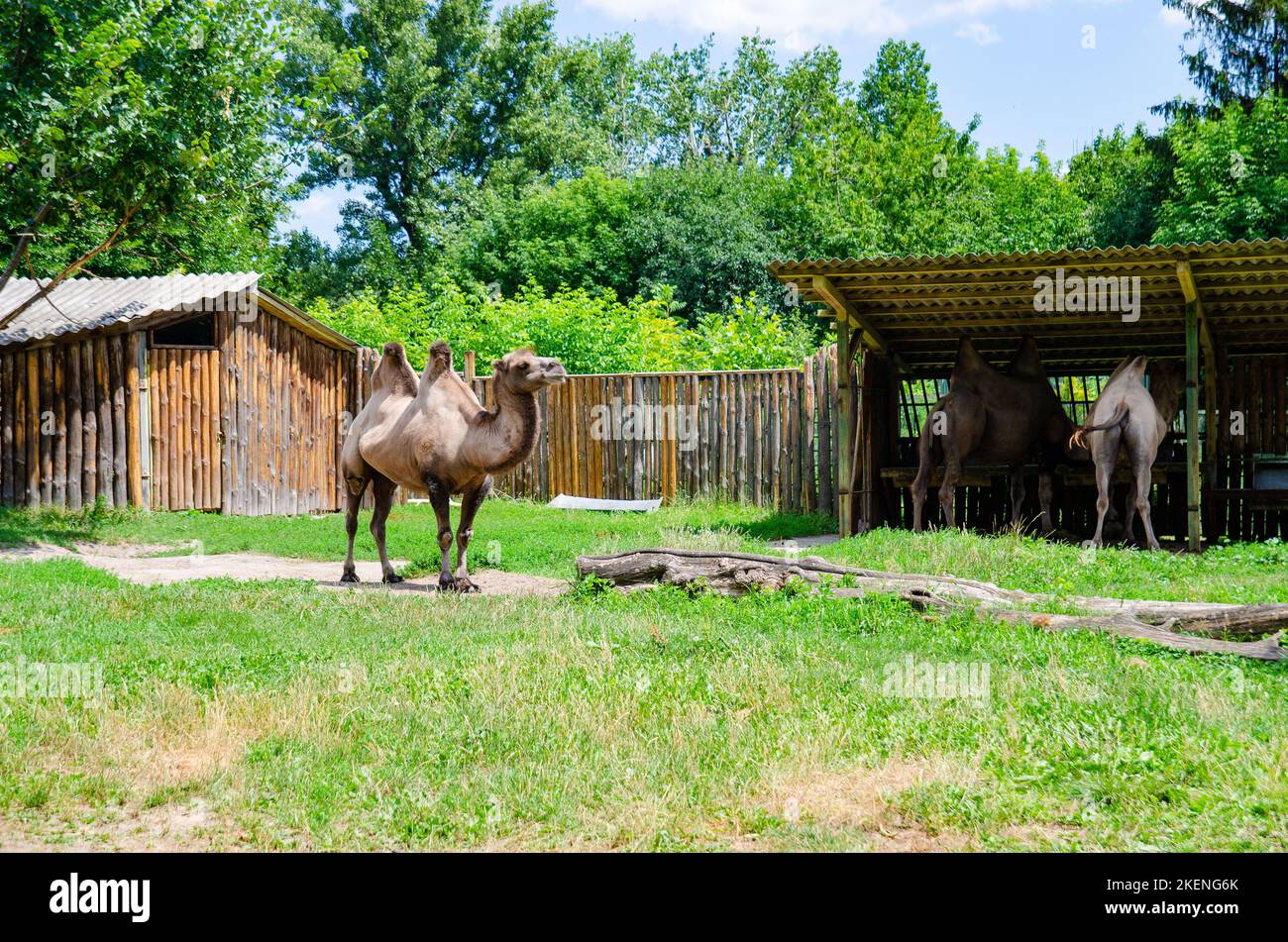 Profile of a camel (Camelus bactrianus) looking out of its zoo enclosure. Kiev Stock Photo