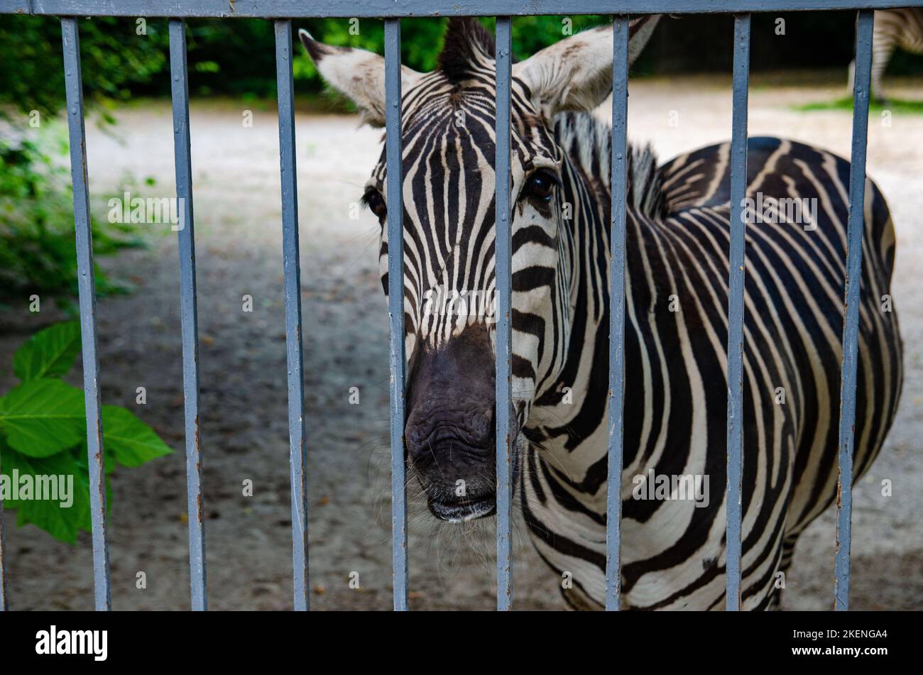 Wild zebra caged, animals in captivity, abuse Portret Stock Photo Alamy