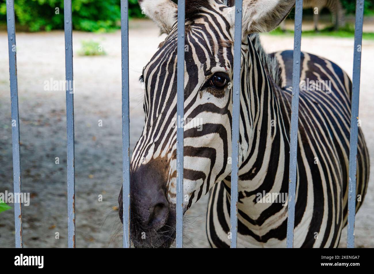 Wild zebra caged, animals in captivity, abuse Portret Stock Photo Alamy