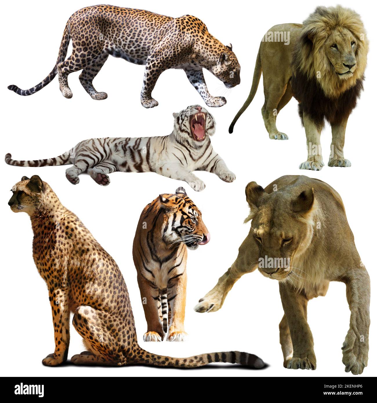Set of different animals of Felidae family Stock Photo