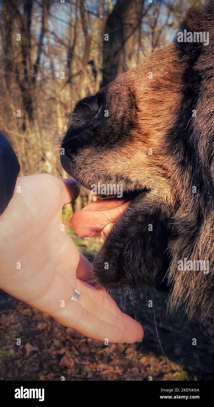 Donkey licks hand, animal on farm Stock Photo Alamy