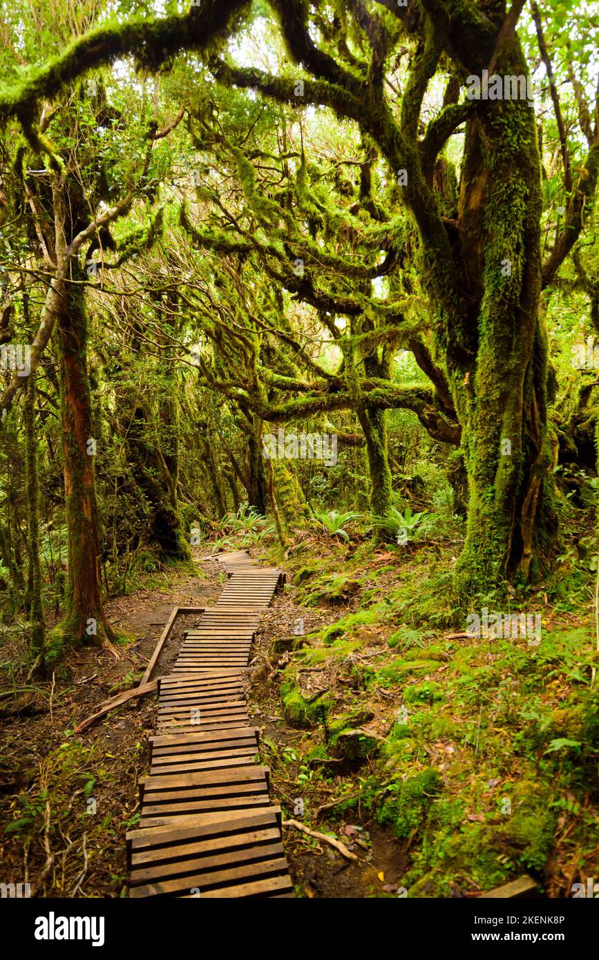 Pouakai track through native forest, Mt. Taranaki, New Zealand Stock Photo