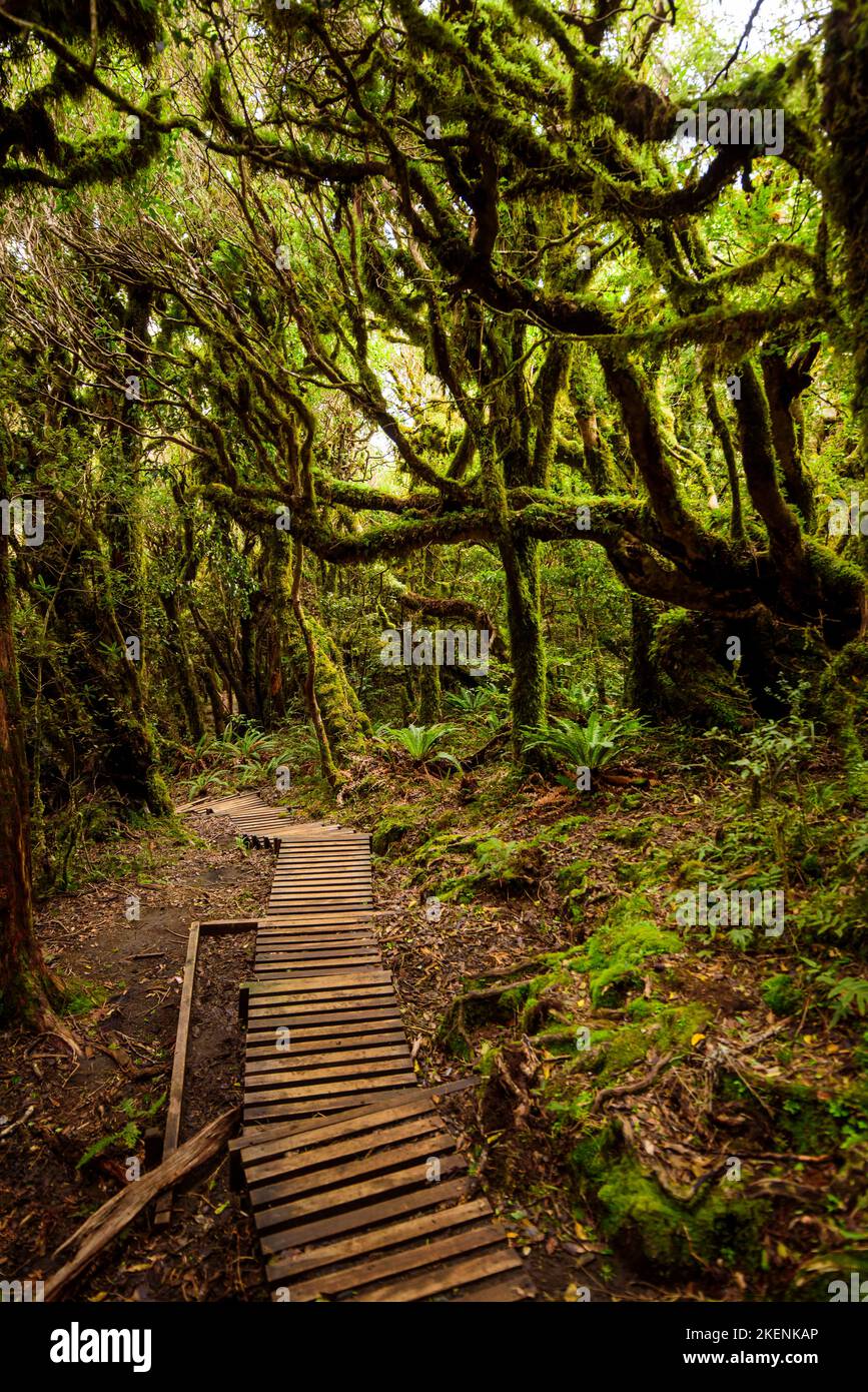 Pouakai track through native forest, Mt. Taranaki, New Zealand Stock Photo