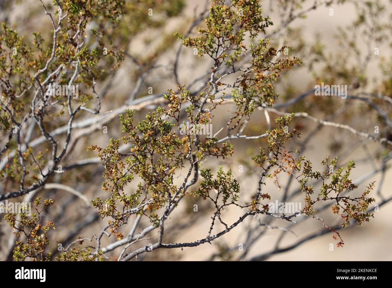 Green bifoliolately compound resinous obliquely lanceolate leaves of Larrea Tridentata, Zygophyllaceae, native shrub in the El Paso Mountains, Autumn. Stock Photo