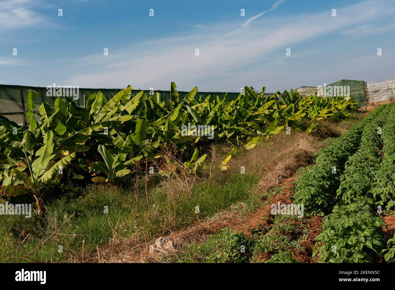 Malia, Crete, Greece, Europe. 2022. Bananas growing in the Malia area of Crete some under