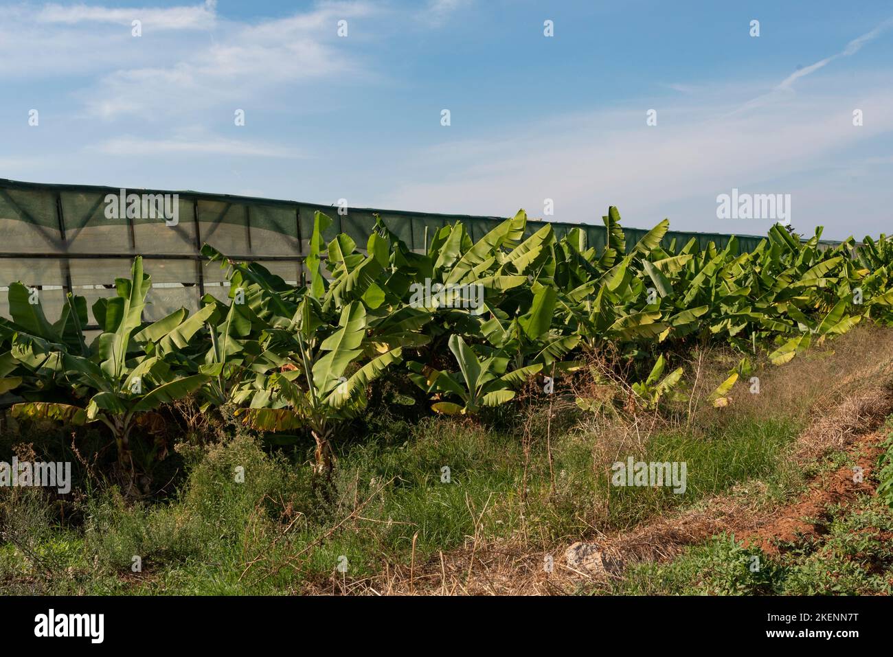 Malia, Crete, Greece, Europe. 2022. Bananas growing in the Malia area of Crete some under